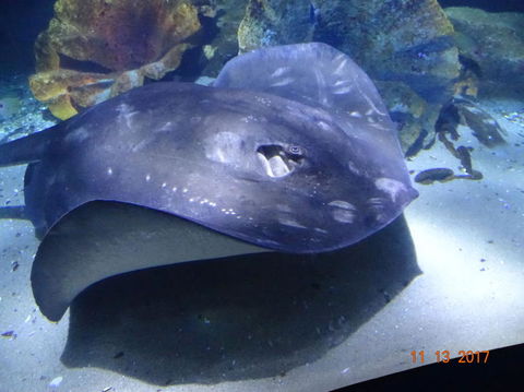 SEA LIFE Melbourne Aquarium Admission Ticket - Mackay Tourism 9