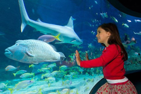 SEA LIFE Melbourne Aquarium Admission Ticket - Mackay Tourism 25