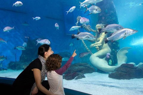 SEA LIFE Melbourne Aquarium Admission Ticket - Mackay Tourism 14