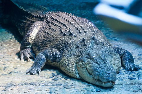 SEA LIFE Melbourne Aquarium Admission Ticket - Mackay Tourism 20