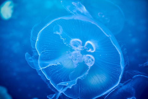 SEA LIFE Melbourne Aquarium Admission Ticket - Mackay Tourism 22
