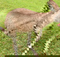 2 Day Exclusively Private Tour Of Phillip Island  The Penguin Parade - Mackay Tourism