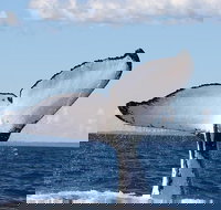 Phillip Island Whale Watching Tour - Mackay Tourism