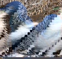 Day Tour of Phillip Island Nature Parks  Penguins - Mackay Tourism