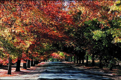 Macedon Ranges Small Group Wine Tour With 2 Course Lunch And Morning Tea - Mackay Tourism 3