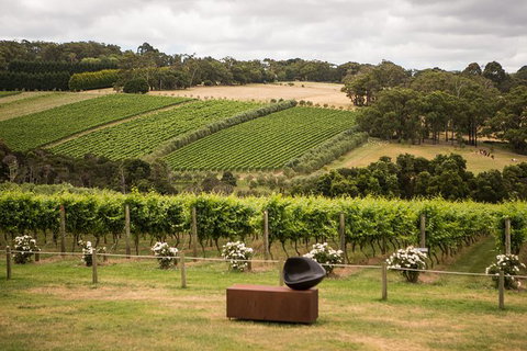Montalto Vineyard: Mornington Peninsula Discovery Wine Tasting And Lunch - Mackay Tourism 0