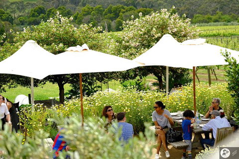 Montalto Vineyard: Mornington Peninsula Discovery Wine Tasting And Lunch - Mackay Tourism 6