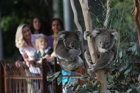 Australian Wildlife Tour At Melbourne Zoo - Mackay Tourism 0