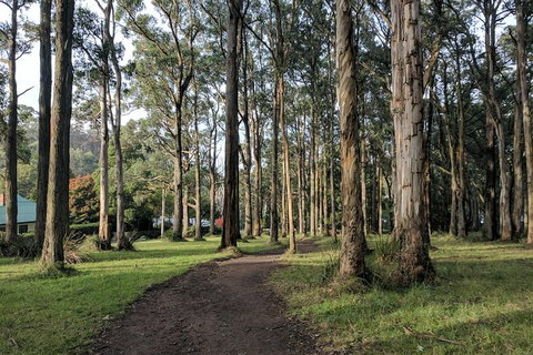 Yarra Valley Rainforest Hike And Winery Tour - Mackay Tourism 3
