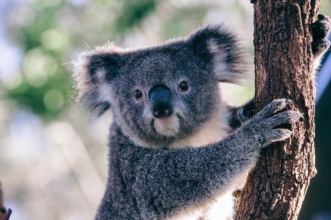 AUSTRALIAN NATIVE FOOD TOUR From Melbourne - Mackay Tourism 1