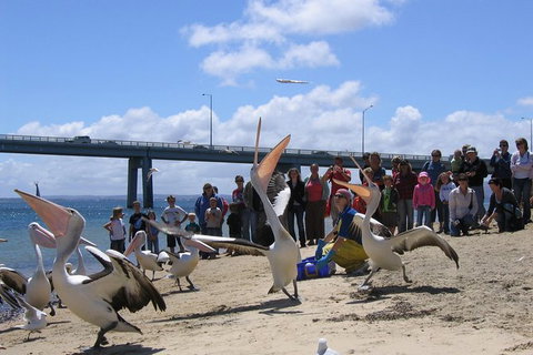 Cape Woolamai Sightseeing Cruise From San Remo - Mackay Tourism 8