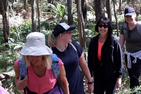 GPS Guided Walks In The Daylesford Forest - Mackay Tourism 1
