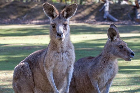Port Arthur And Tassie Devils Active Day Tour From Hobart - Mackay Tourism 10