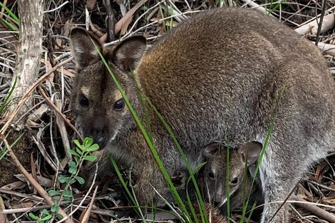 Wineglass Bay And Freycinet National Park Active Day Trip From Hobart - Mackay Tourism 32