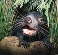 Hobart Shore Excursion Half Day Bonorong Wildlife Park with Richmond Tour - Mackay Tourism
