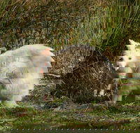 Bruny Island premium private photo-oriented day tour from Hobart - Mackay Tourism