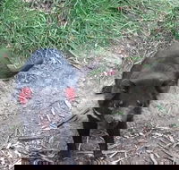 South East Food Sightseeing Private Tour with the Tasmanian Devil Unzoo - Mackay Tourism