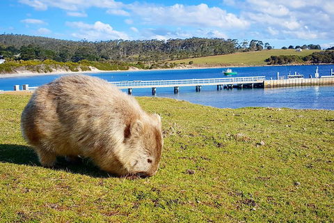 3-Day: Hobart Nature Walking Tour: Maria Island, Cape Raoul & Mount Field - Mackay Tourism 14