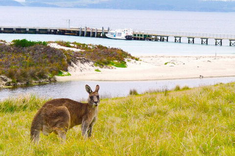 Maria Island Shuttle Bus Hobart To Triabunna (Round Trip) - Mackay Tourism 8