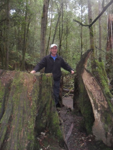 Mt Field National Park And Russell Falls From Hobart - Mackay Tourism 8