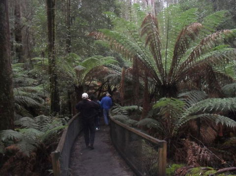 Mt Field National Park And Russell Falls From Hobart - Mackay Tourism 5