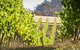 Richmond And Wine Tour Departing Hobart - thumb 1