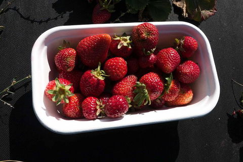 Agrarian Kitchen Eatery And Derwent Valley Gourmet Food Tour - Mackay Tourism 8