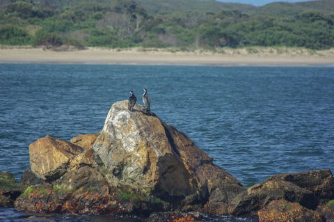 Gordon River Cruise Departing From Strahan - Mackay Tourism 11