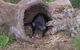 Bonorong Wildlife Park And Richmond Afternoon Tour From Hobart - thumb 4
