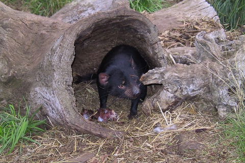 Bonorong Wildlife Park And Richmond Afternoon Tour From Hobart - Mackay Tourism 4