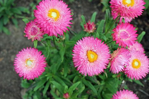 Small-group Tour From Hobart: Native Flora And Fauna, Incl. Royal Bot. Gardens - Mackay Tourism 3