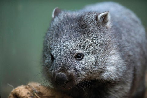 Small-group Tour From Hobart: Native Flora And Fauna, Incl. Royal Bot. Gardens - Mackay Tourism 4