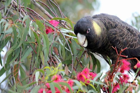 Small-group Tour From Hobart: Native Flora And Fauna, Incl. Royal Bot. Gardens - Mackay Tourism 8