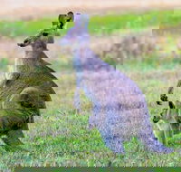 Bonorong Wildlife Park Richmond Village Hobart Highlights - Mackay Tourism
