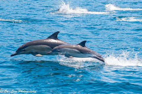 Maria Island Cruise + Walk. Renowned Day Tour With Drinks And Guided Walk - Mackay Tourism 14