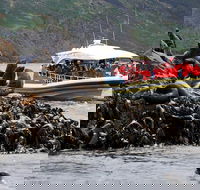 3-Hour Bruny Island Cruise from Adventure Bay - Mackay Tourism