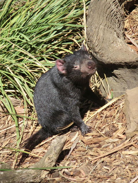 Small-Group Tour From Hobart: Mt Wellington, Bonorong Wildlife Park And Richmond - Mackay Tourism 7