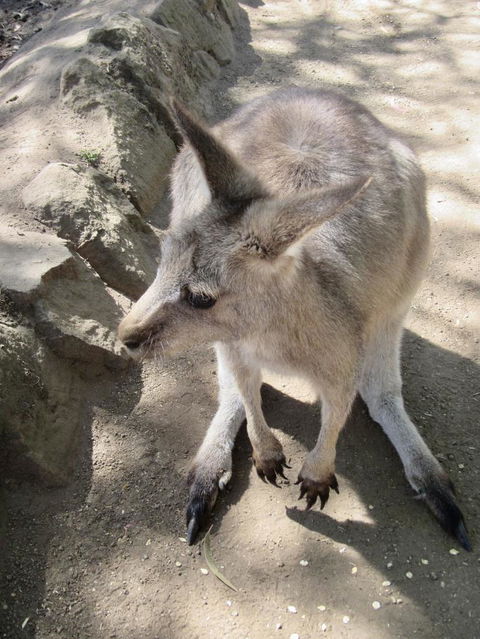 Small-Group Tour From Hobart: Mt Wellington, Bonorong Wildlife Park And Richmond - Mackay Tourism 6