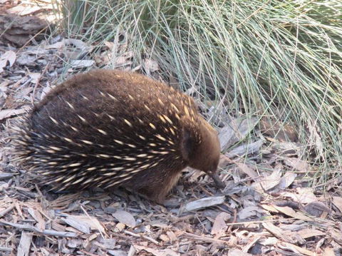 Small-Group Tour From Hobart: Mt Wellington, Bonorong Wildlife Park And Richmond - Mackay Tourism 9
