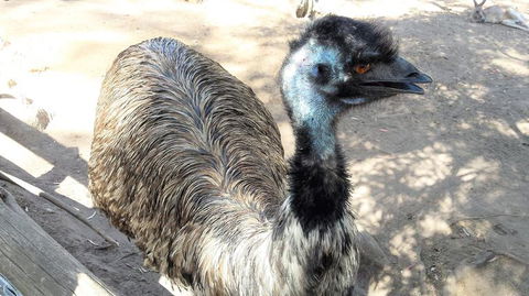 Small-Group Tour From Hobart: Mt Wellington, Bonorong Wildlife Park And Richmond - Mackay Tourism 18