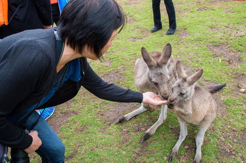 Small-Group Tour From Hobart: Mt Wellington, Bonorong Wildlife Park And Richmond - Mackay Tourism 15
