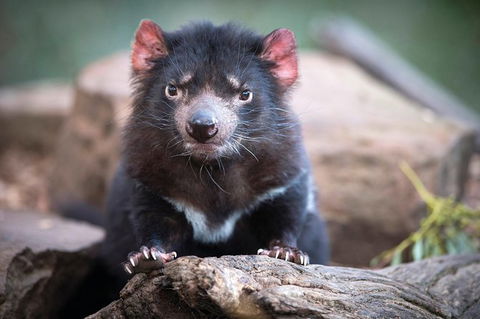 Small-Group Tour From Hobart: Mt Wellington, Bonorong Wildlife Park And Richmond - Mackay Tourism 26