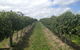 Coal River Valley & Hobart Food & Wine Grazing Tour - thumb 0
