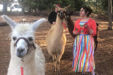 Unguided Family Llama Walk - Mackay Tourism 1