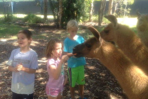 Unguided Family Llama Walk - Mackay Tourism 0