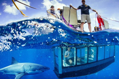 White Shark Tour With Optional Cage Dive From Port Lincoln - Mackay Tourism 0
