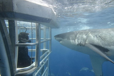 White Shark Tour With Optional Cage Dive From Port Lincoln - Mackay Tourism 2