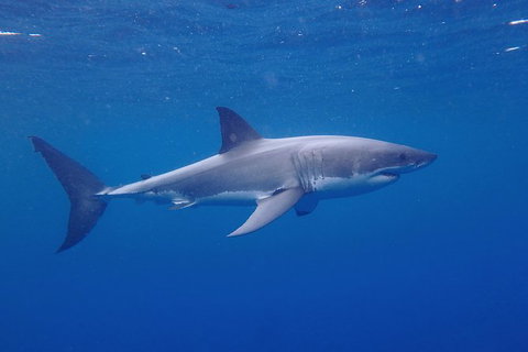 White Shark Tour With Optional Cage Dive From Port Lincoln - Mackay Tourism 5
