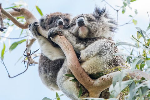 Adelaide To Melbourne 3-Day Trip Through Grampians And Great Ocean Road - Mackay Tourism 1