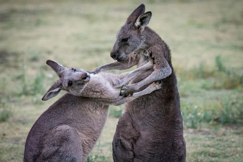 Adelaide To Melbourne 3-Day Trip Through Grampians And Great Ocean Road - Mackay Tourism 10